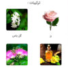 عطر شنل کوکو (Chanel Coco)