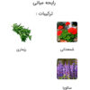 عطر لویی ویلتون لمنسیت (Limmensite)
