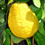 عطر پسفیک چیل لویی ویلتون (Pacific Chill)