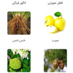 عطر روجا الیسیوم (Roja Parfums Elysium)